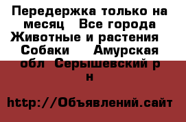 Передержка только на месяц - Все города Животные и растения » Собаки   . Амурская обл.,Серышевский р-н